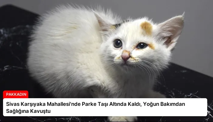 Sivas Karşıyaka Mahallesi’nde Parke Taşı Altında Kaldı, Yoğun Bakımdan Sağlığına Kavuştu