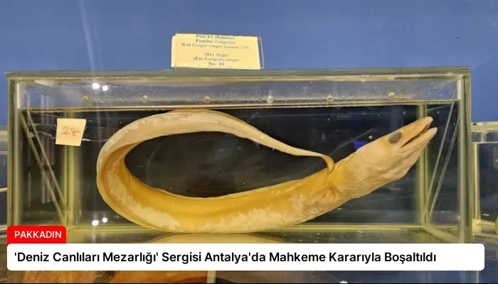 ‘Deniz Canlıları Mezarlığı’ Sergisi Antalya’da Mahkeme Kararıyla Boşaltıldı