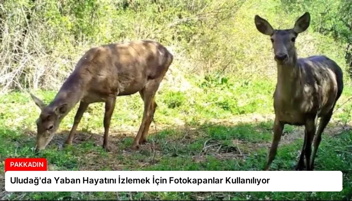 Uludağ’da Yaban Hayatını İzlemek İçin Fotokapanlar Kullanılıyor