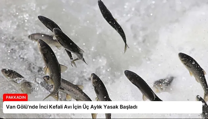 Van Gölü’nde İnci Kefali Avı İçin Üç Aylık Yasak Başladı