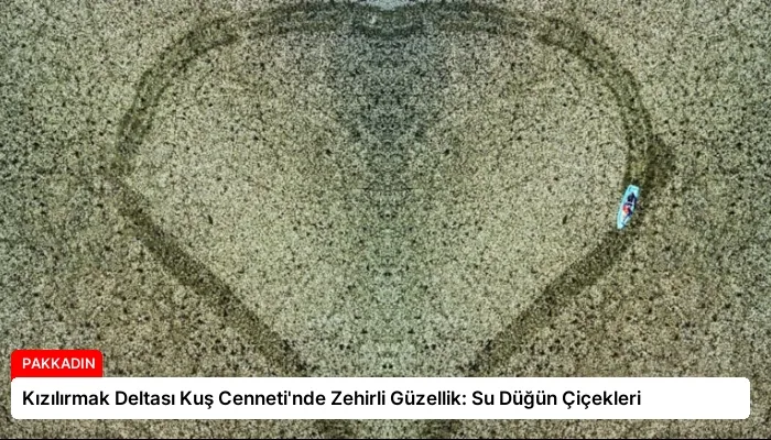 Kızılırmak Deltası Kuş Cenneti’nde Zehirli Güzellik: Su Düğün Çiçekleri