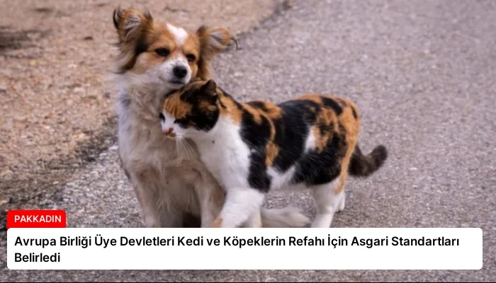 Avrupa Birliği Üye Devletleri Kedi ve Köpeklerin Refahı İçin Asgari Standartları Belirledi