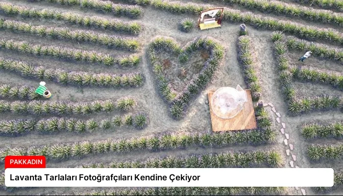Lavanta Tarlaları Fotoğrafçıları Kendine Çekiyor