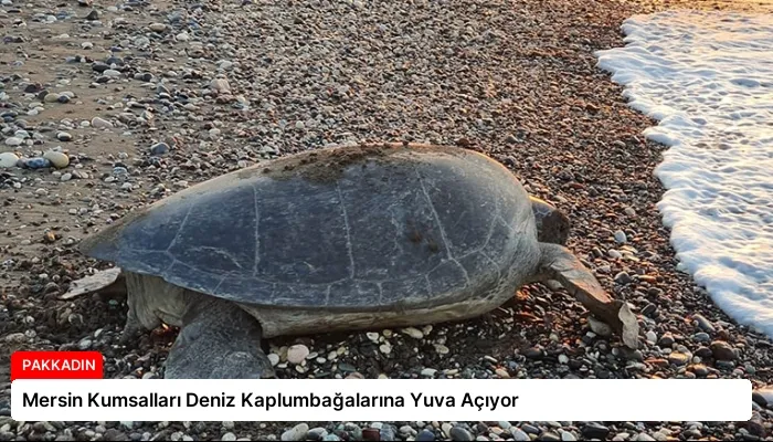 Mersin Kumsalları Deniz Kaplumbağalarına Yuva Açıyor