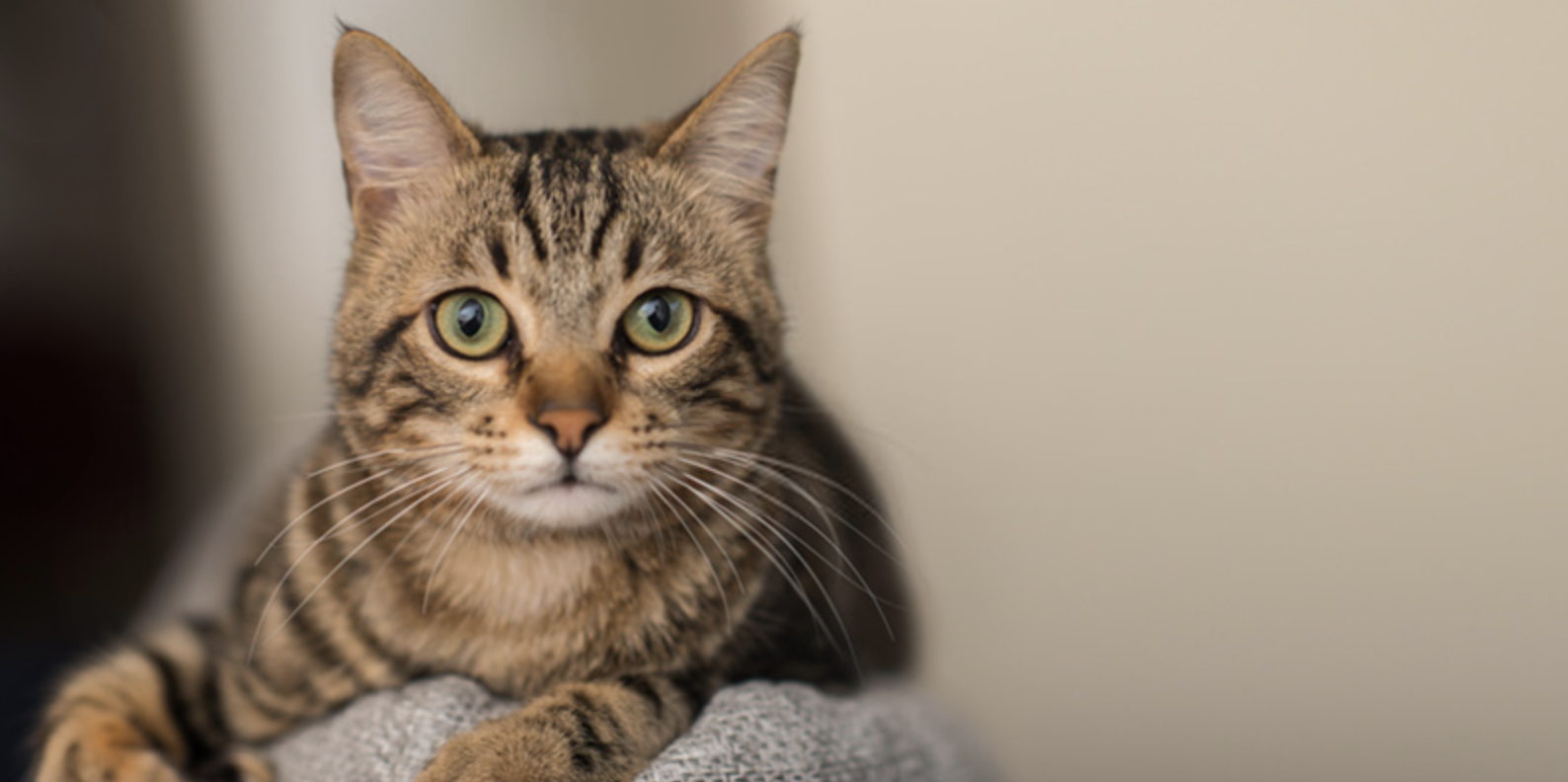 Kediler Doğaüstü Güçleri Hisseder Mi? Bilim ve Efsane Üzerine Şaşırtıcı Gerçekler