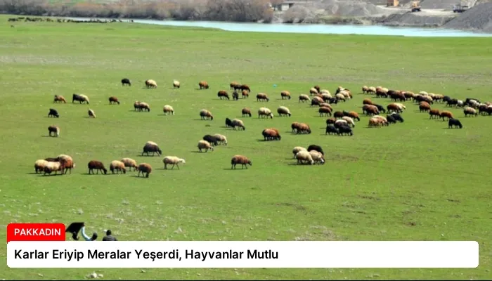 Karlar Eriyip Meralar Yeşerdi, Hayvanlar Mutlu