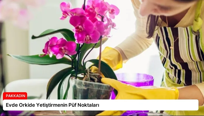 Evde Orkide Yetiştirmenin Püf Noktaları