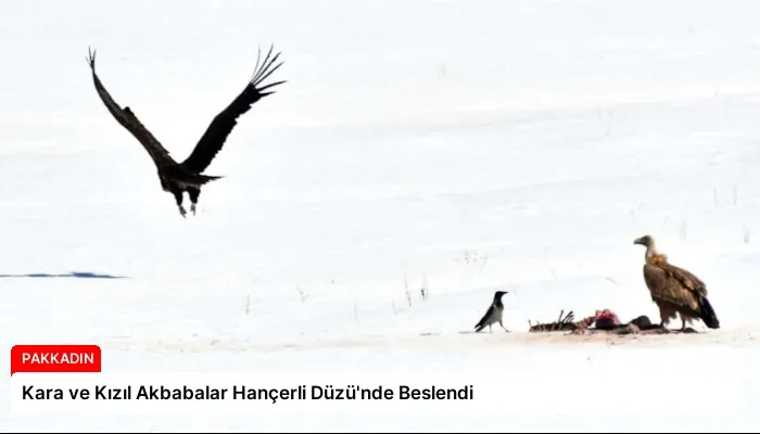 Kara ve Kızıl Akbabalar Hançerli Düzü’nde Beslendi