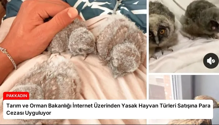 Tarım ve Orman Bakanlığı İnternet Üzerinden Yasak Hayvan Türleri Satışına Para Cezası Uyguluyor