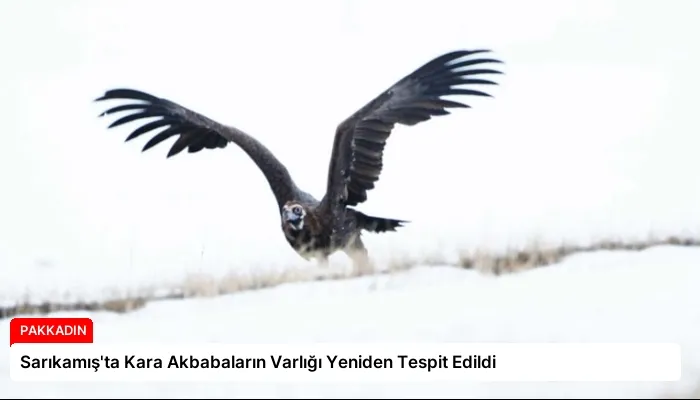 Sarıkamış’ta Kara Akbabaların Varlığı Yeniden Tespit Edildi
