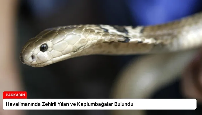 Havalimanında Zehirli Yılan ve Kaplumbağalar Bulundu