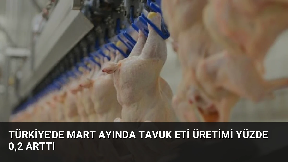 Türkiye’de Mart Ayında Tavuk Eti Üretimi Yüzde 0,2 Arttı