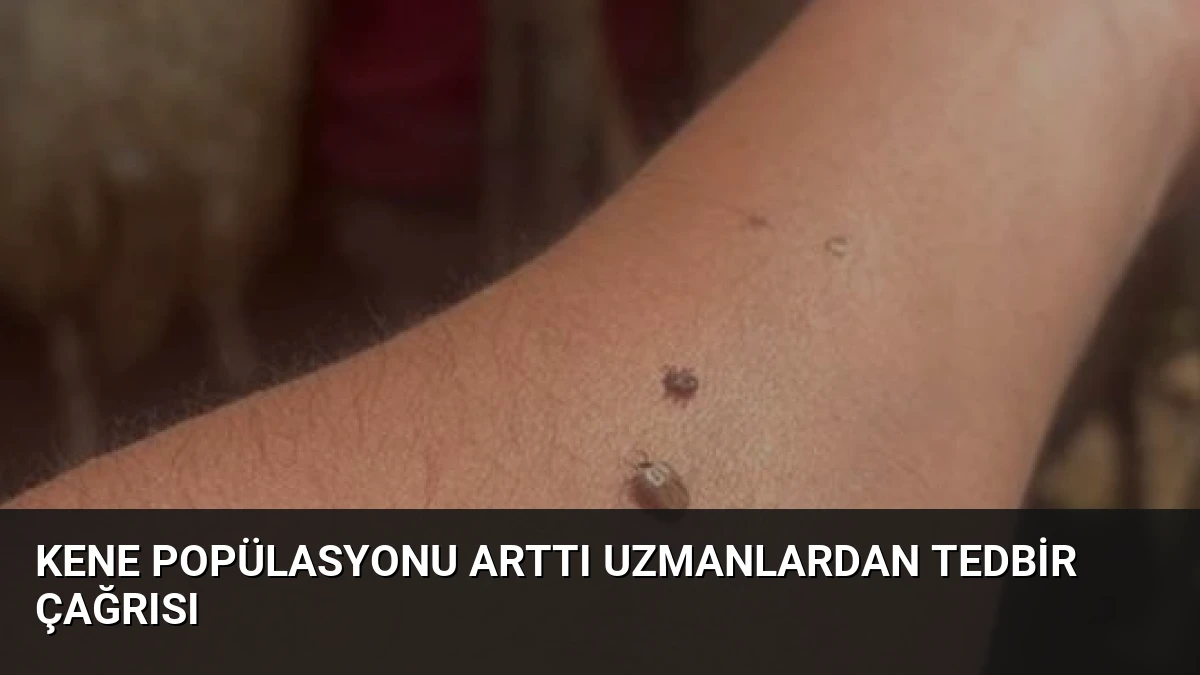 Kene Popülasyonu Arttı Uzmanlardan Tedbir Çağrısı