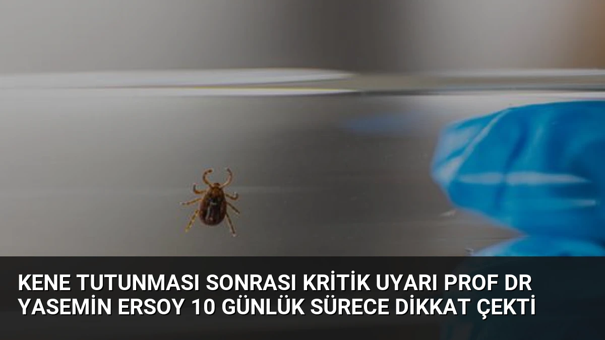 Kene Tutunması Sonrası Kritik Uyarı Prof Dr Yasemin Ersoy 10 Günlük Sürece Dikkat Çekti
