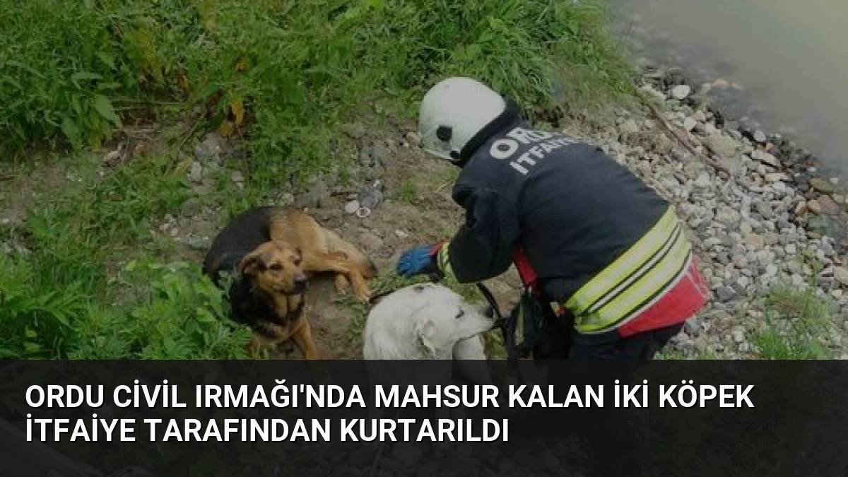 Ordu Civil Irmağı’nda Mahsur Kalan İki Köpek İtfaiye Tarafından Kurtarıldı