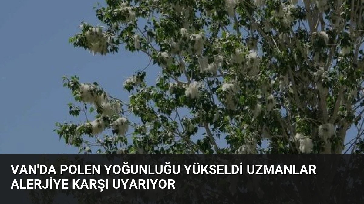 Van’da Polen Yoğunluğu Yükseldi Uzmanlar Alerjiye Karşı Uyarıyor