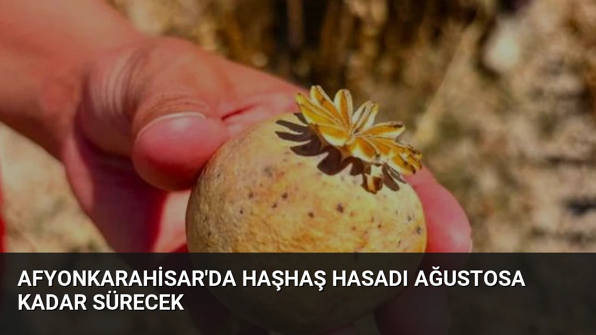 Afyonkarahisar’da Haşhaş Hasadı Ağustosa Kadar Sürecek