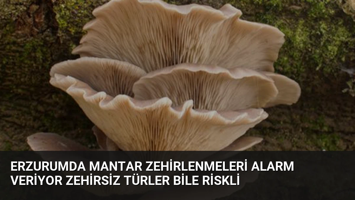 Erzurumda Mantar Zehirlenmeleri Alarm Veriyor Zehirsiz Türler Bile Riskli
