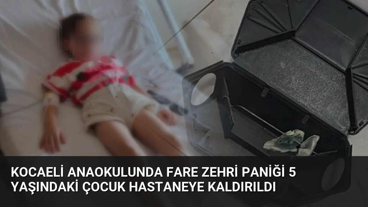 Kocaeli Anaokulunda Fare Zehri Paniği 5 Yaşındaki Çocuk Hastaneye Kaldırıldı