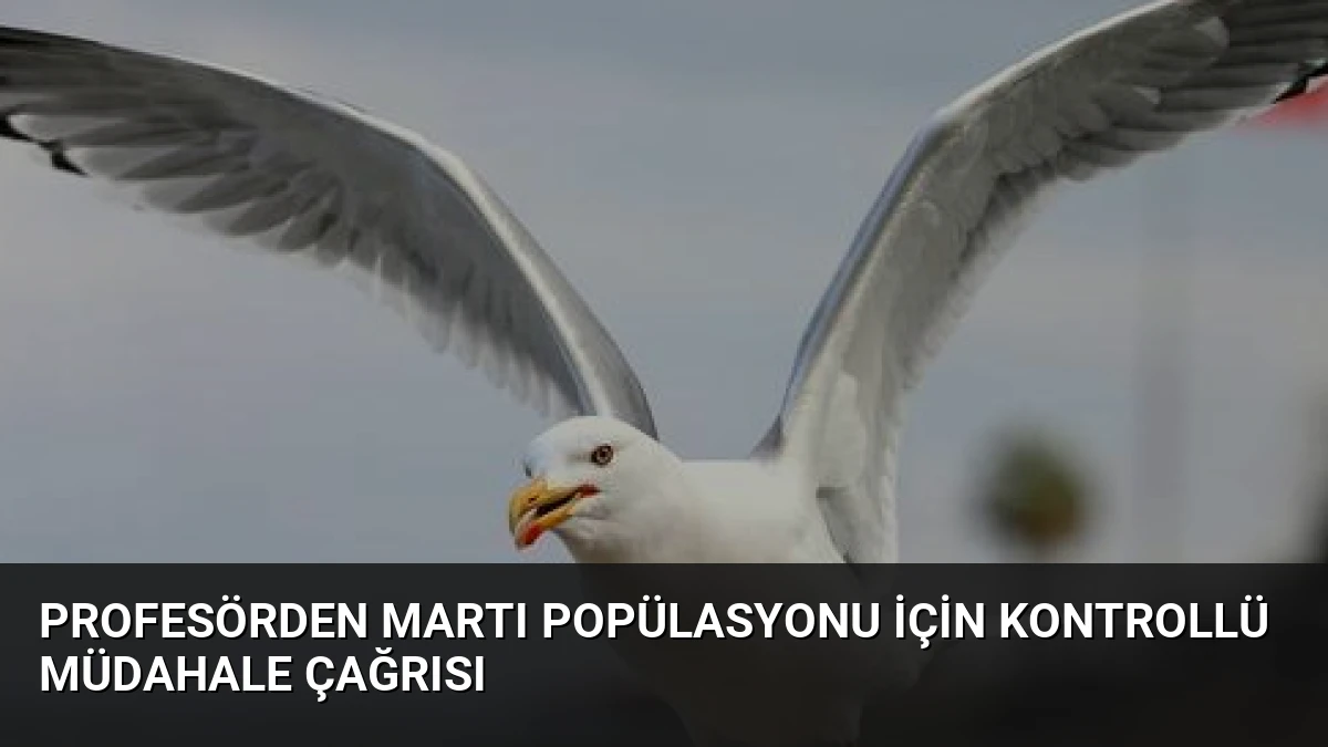 Profesörden Martı Popülasyonu İçin Kontrollü Müdahale Çağrısı