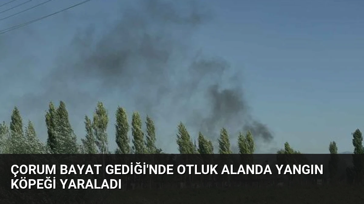 Çorum Bayat Gediği’nde Otluk Alanda Yangın Köpeği Yaraladı