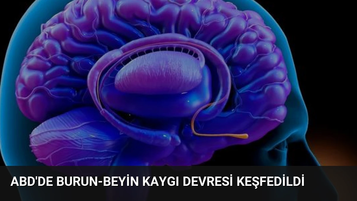 ABD’de Burun-Beyin Kaygı Devresi Keşfedildi