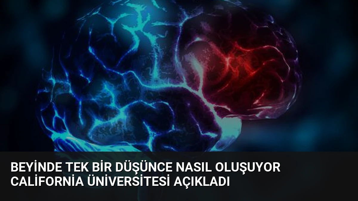Beyinde Tek Bir Düşünce Nasıl Oluşuyor California Üniversitesi Açıkladı