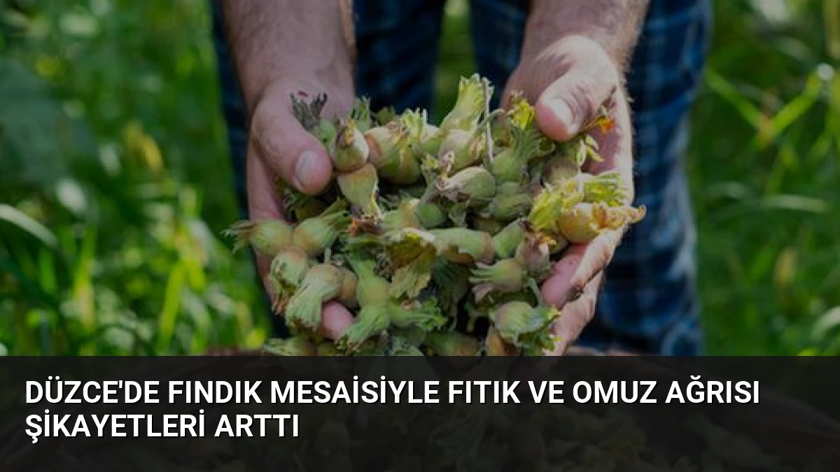 Düzce’de Fındık Mesaisiyle Fıtık ve Omuz Ağrısı Şikayetleri Arttı