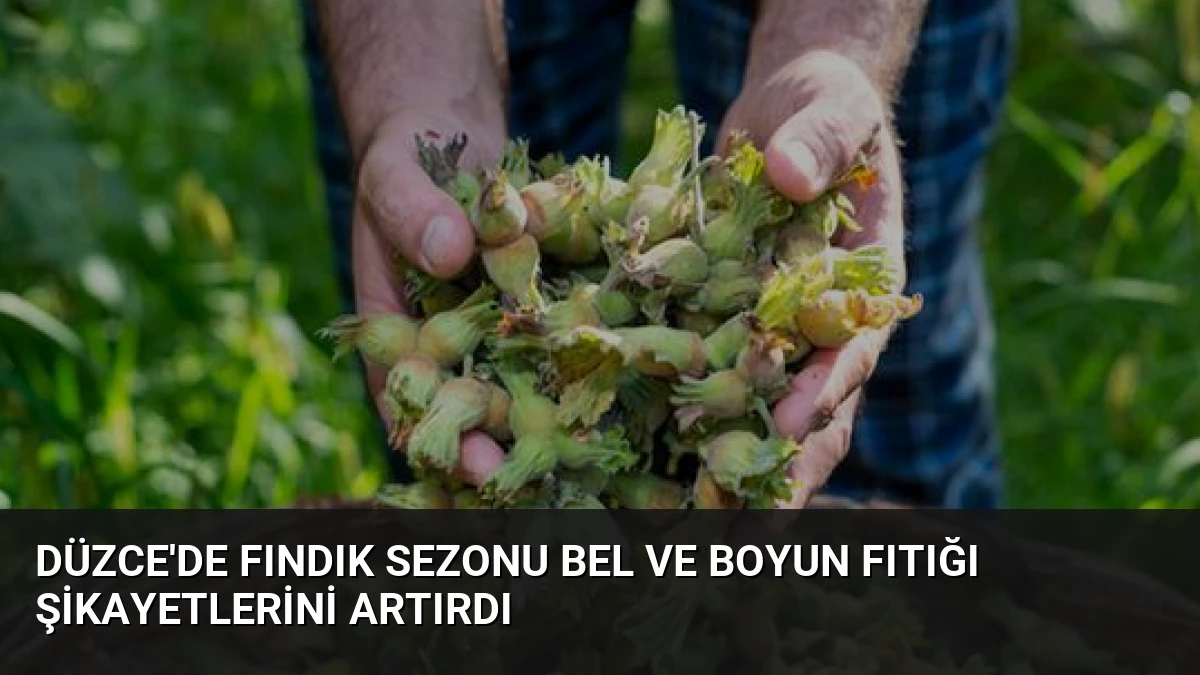 Düzce’de Fındık Sezonu Bel ve Boyun Fıtığı Şikayetlerini Artırdı