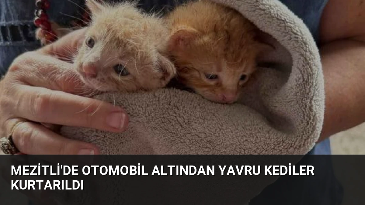 Mezitli’de Otomobil Altından Yavru Kediler Kurtarıldı