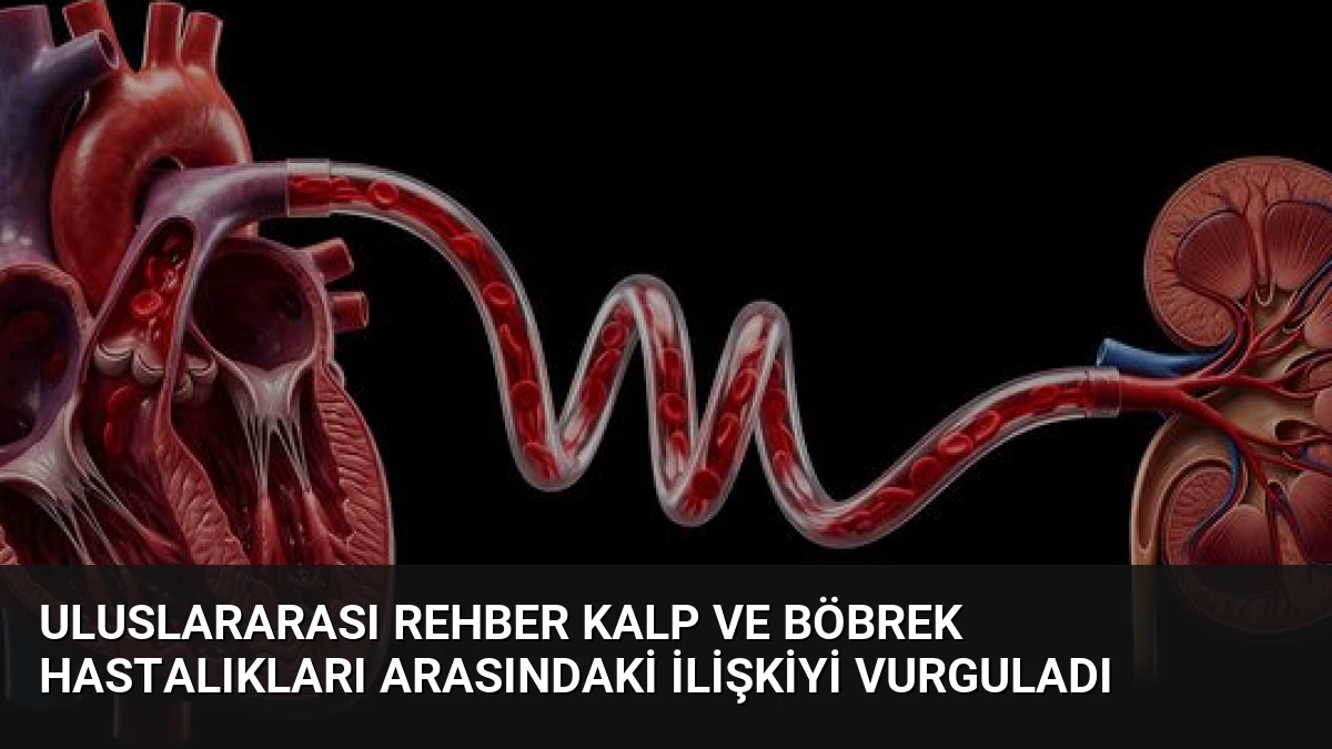 Uluslararası Rehber Kalp ve Böbrek Hastalıkları Arasındaki İlişkiyi Vurguladı