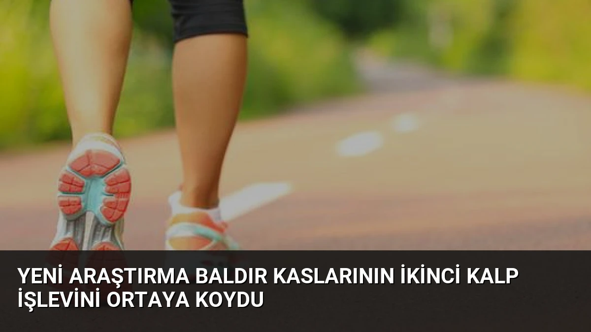 Yeni Araştırma Baldır Kaslarının İkinci Kalp İşlevini Ortaya Koydu