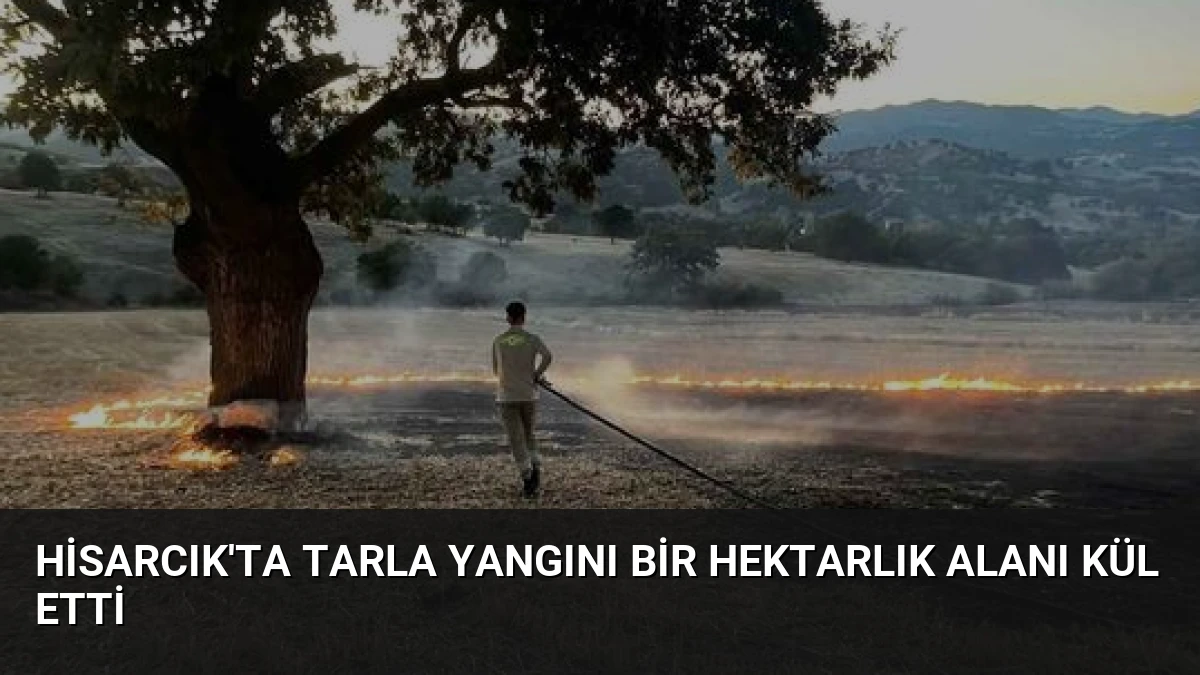 Hisarcık’ta Tarla Yangını Bir Hektarlık Alanı Kül Etti