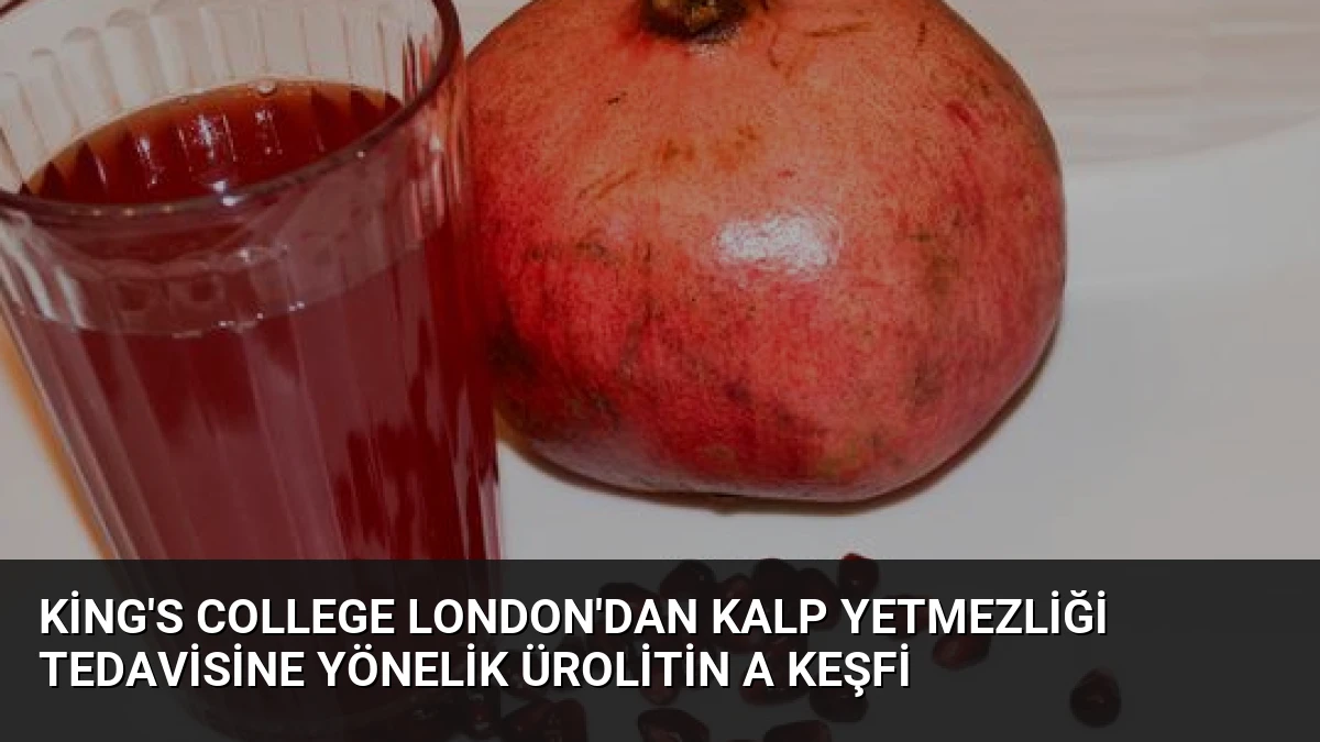 King’s College London’dan Kalp Yetmezliği Tedavisine Yönelik Ürolitin A Keşfi