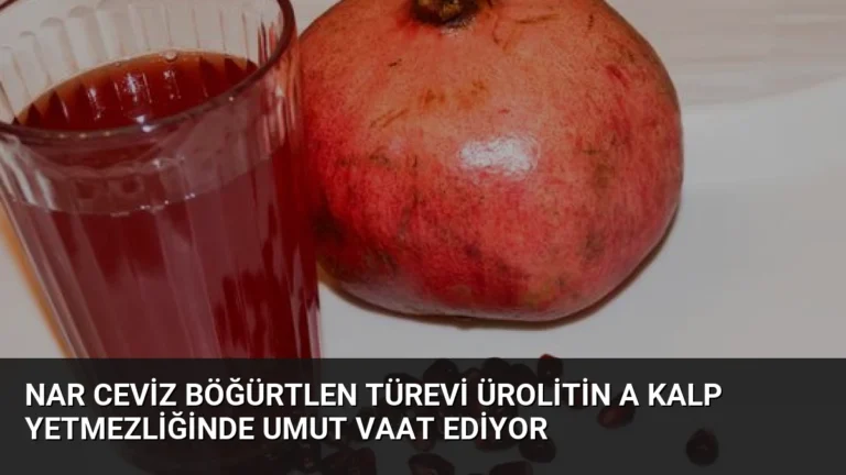 Nar Ceviz Böğürtlen Türevi Ürolitin A Kalp Yetmezliğinde Umut Vaat Ediyor