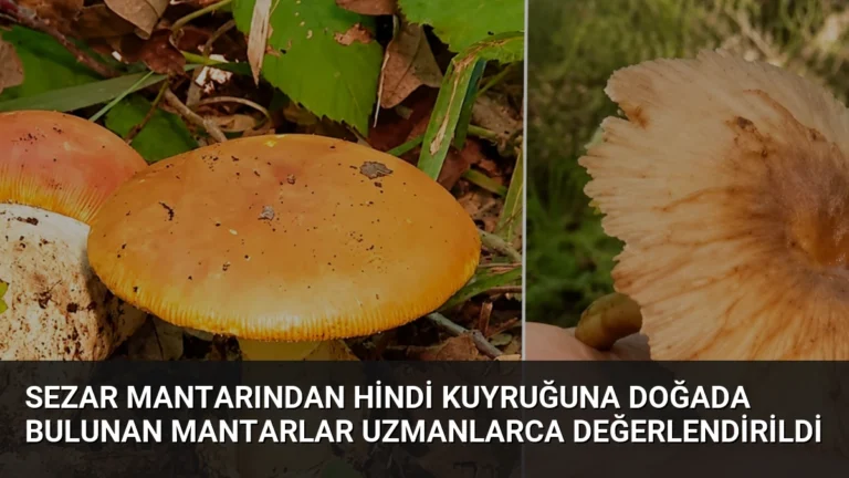 Sezar Mantarından Hindi Kuyruğuna Doğada Bulunan Mantarlar Uzmanlarca Değerlendirildi