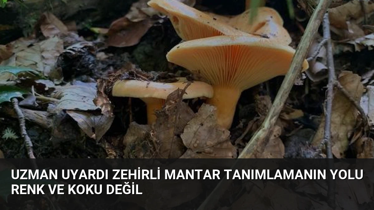 Uzman Uyardı Zehirli Mantar Tanımlamanın Yolu Renk ve Koku Değil
