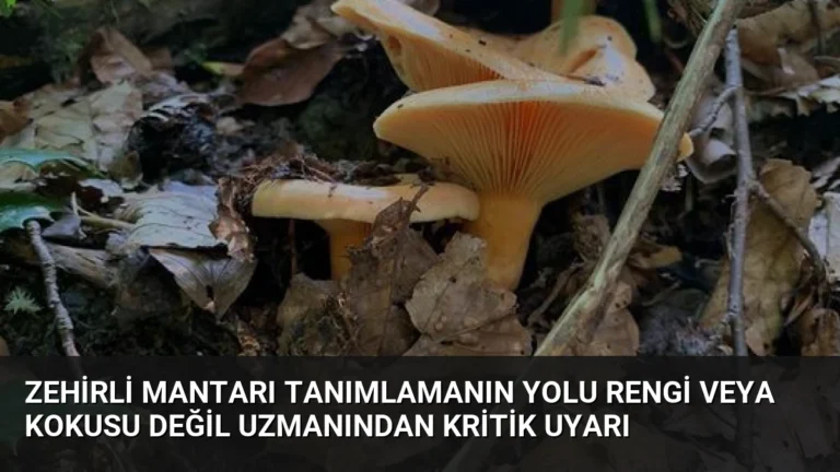 Zehirli Mantarı Tanımlamanın Yolu Rengi veya Kokusu Değil Uzmanından Kritik Uyarı