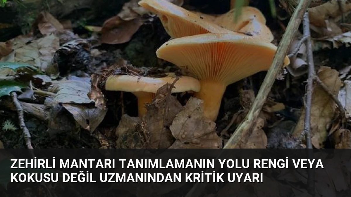 Zehirli Mantarı Tanımlamanın Yolu Rengi veya Kokusu Değil Uzmanından Kritik Uyarı